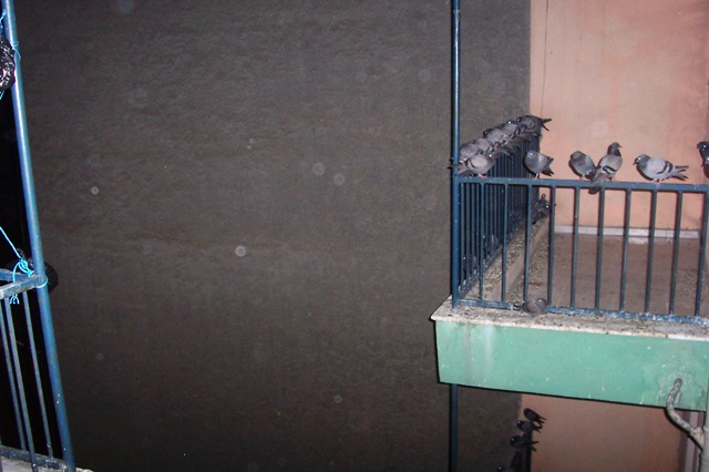 Çatı ve balkon kuş koruma